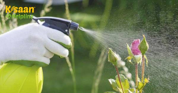 बगीचे के लिए शीर्ष 7 होममेड कीटनाशक